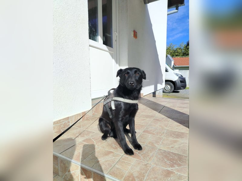 Kleine Mischlingshündin Daisy sucht ihre Familie
