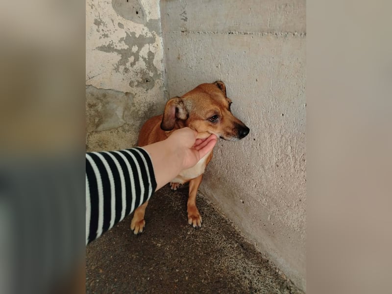 Liebe Bonnie sucht ein sicheres Zuhause