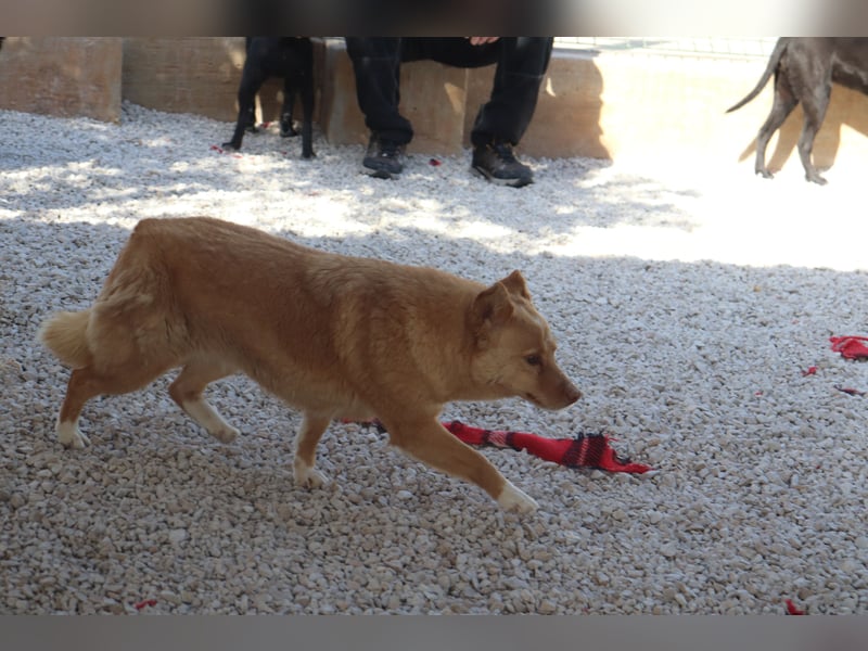 unsozialisierte Angsthündin Lija sucht ein erfahrenes Zuhause