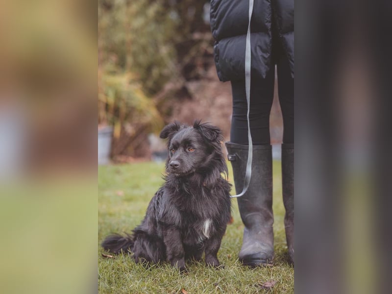 kleiner Mischlings-Rüde Duo sucht ein Zuhause, Familienhund