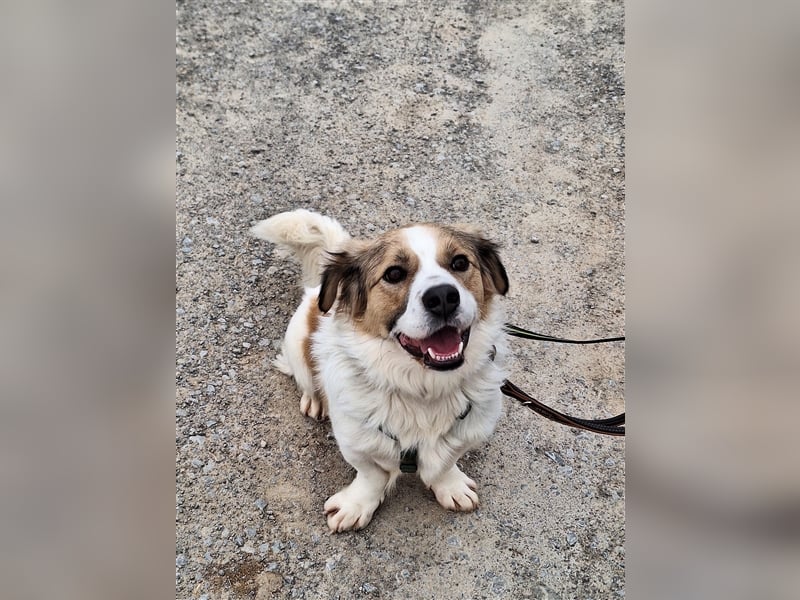 Rufus sucht seine Menschen