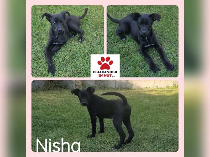 Mischlings-Hündin Welpe Nisha sucht ein Zuhause Mischlings-Hündin Welpe Nisha sucht ein Zuhause