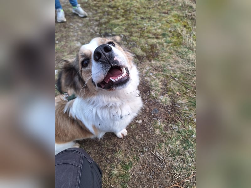 Rufus sucht seine Menschen