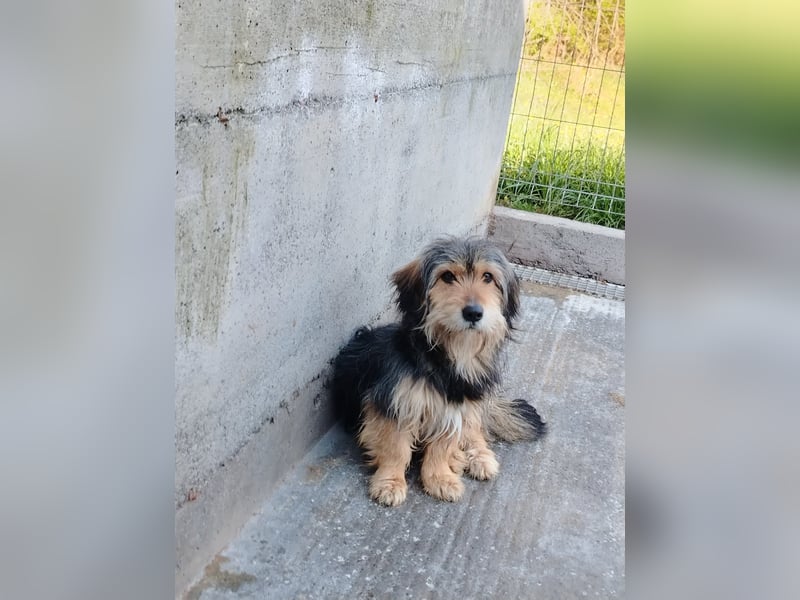 Kleiner Mischlingrüde Rudi sucht sein Körbchen