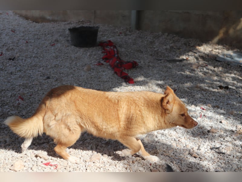 unsozialisierte Angsthündin Lija sucht ein erfahrenes Zuhause