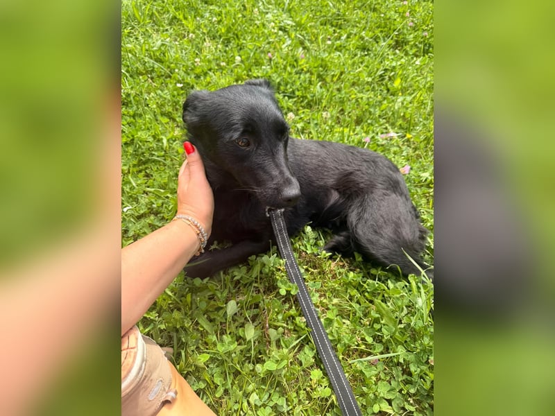 Kleine Mischlingshündin Daisy sucht ihre Familie
