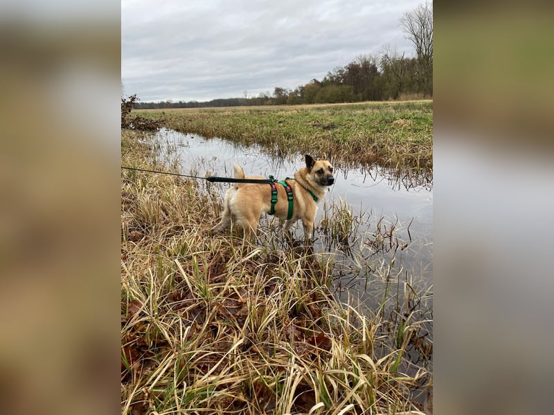 Kleine Mischlingshündin Breskvica sucht ihr Körbchen
