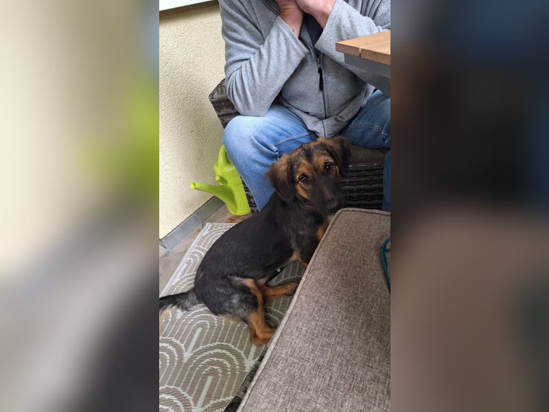 Kleine Mischlingshündin Paula sucht ihre Familie