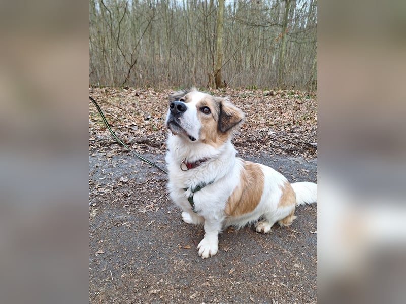 Rufus sucht seine Menschen