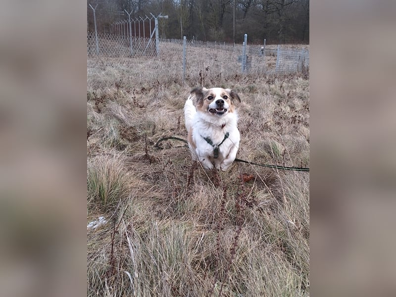 Rufus sucht seine Menschen
