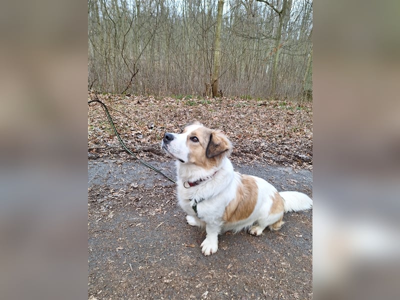 Rufus sucht seine Menschen