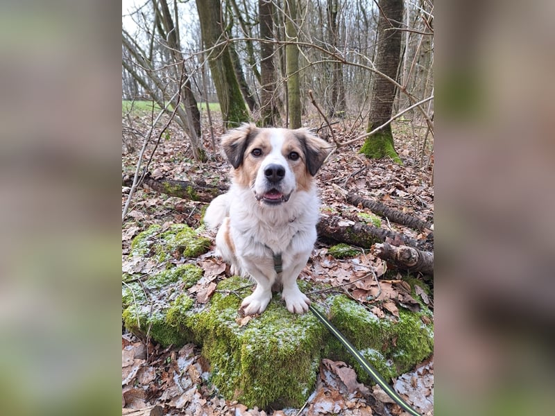 Rufus sucht seine Menschen