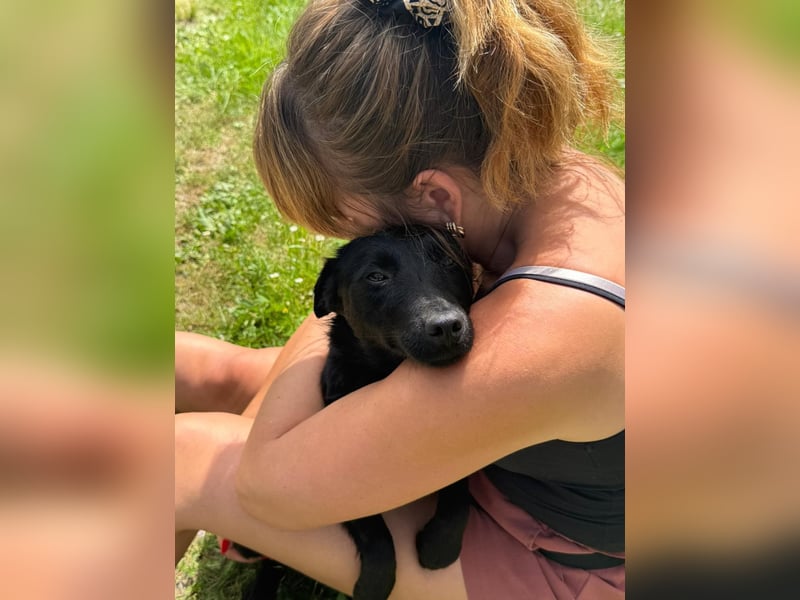 Kleine Mischlingshündin Daisy sucht ihre Familie