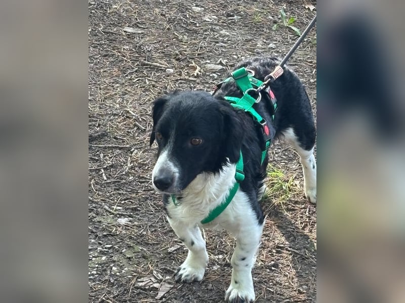 Kleiner Sparky sucht seine ganz eigenen Menschen