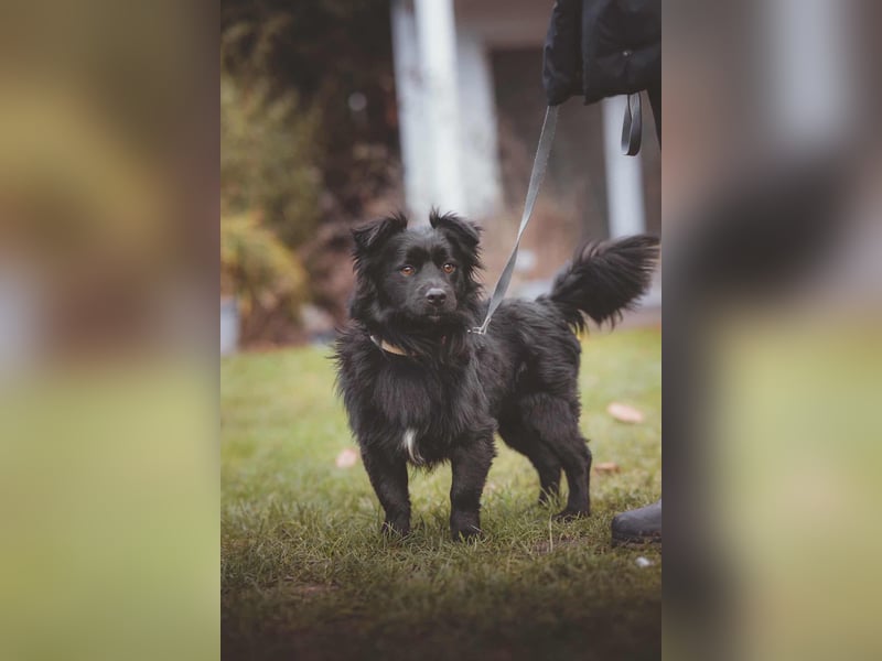 kleiner Mischlings-Rüde Duo sucht ein Zuhause, Familienhund