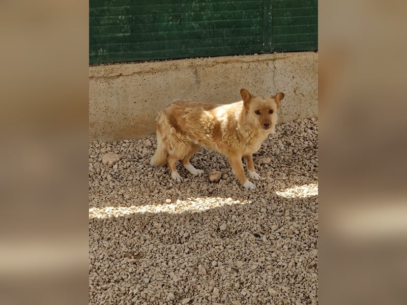 unsozialisierte Angsthündin Lija sucht ein erfahrenes Zuhause