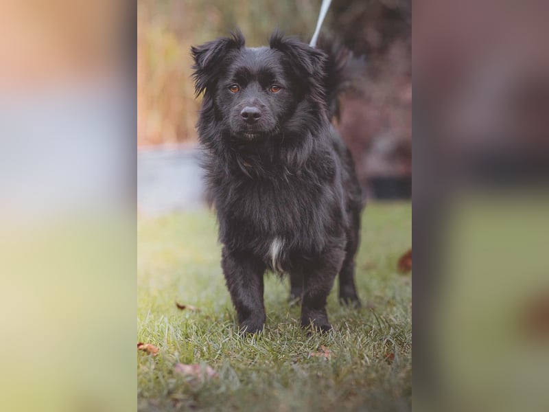 kleiner Mischlings-Rüde Duo sucht ein Zuhause, Familienhund