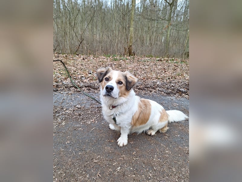 Rufus sucht seine Menschen