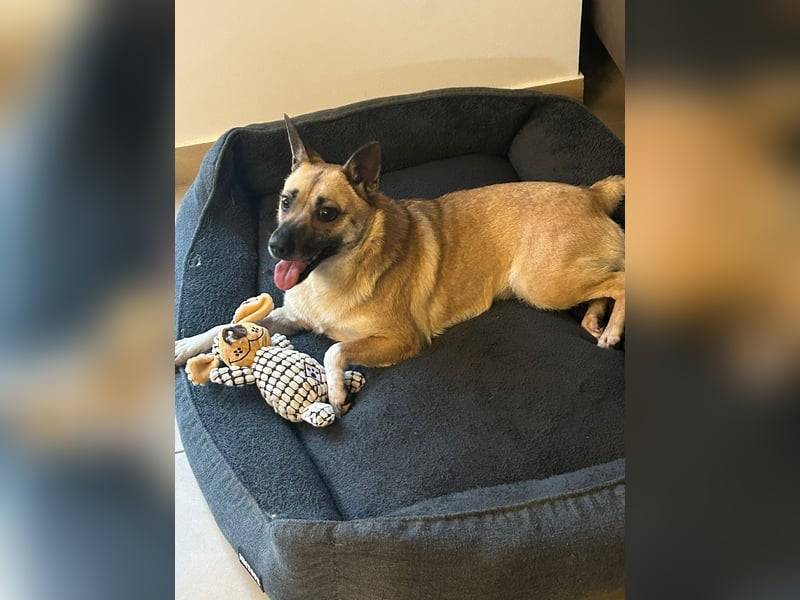 Kleine Mischlingshündin Breskvica sucht ihr Körbchen