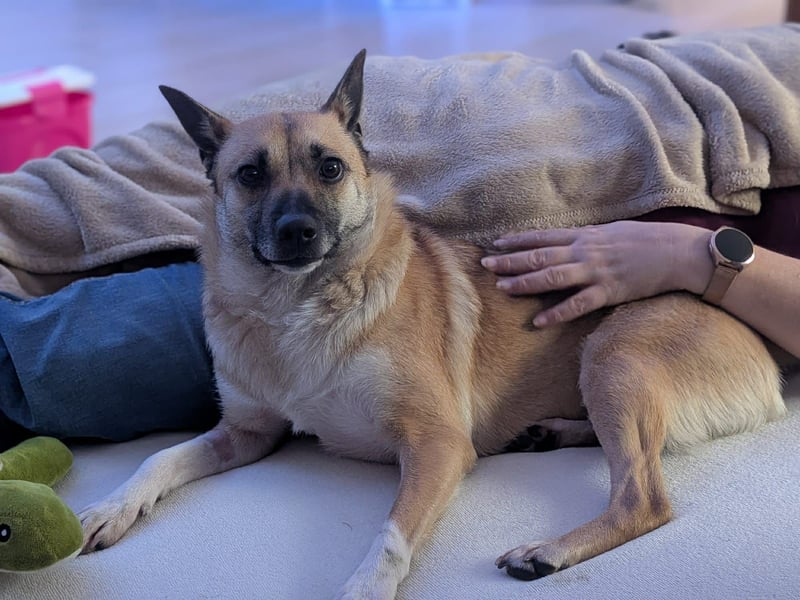 Kleine Mischlingshündin Breskvica sucht ihr Körbchen