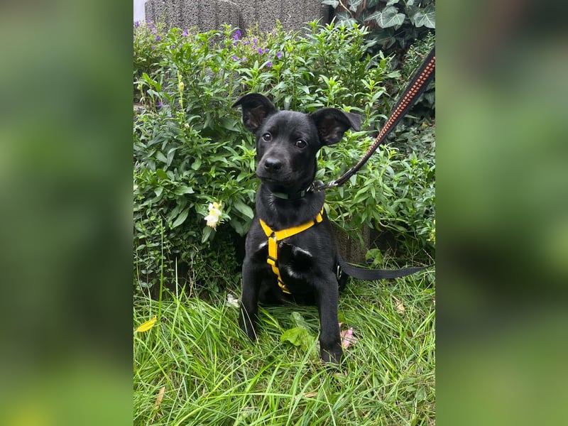 Mischlings-Hündin Welpe Nisha sucht ein Zuhause Mischlings-Hündin Welpe Nisha sucht ein Zuhause