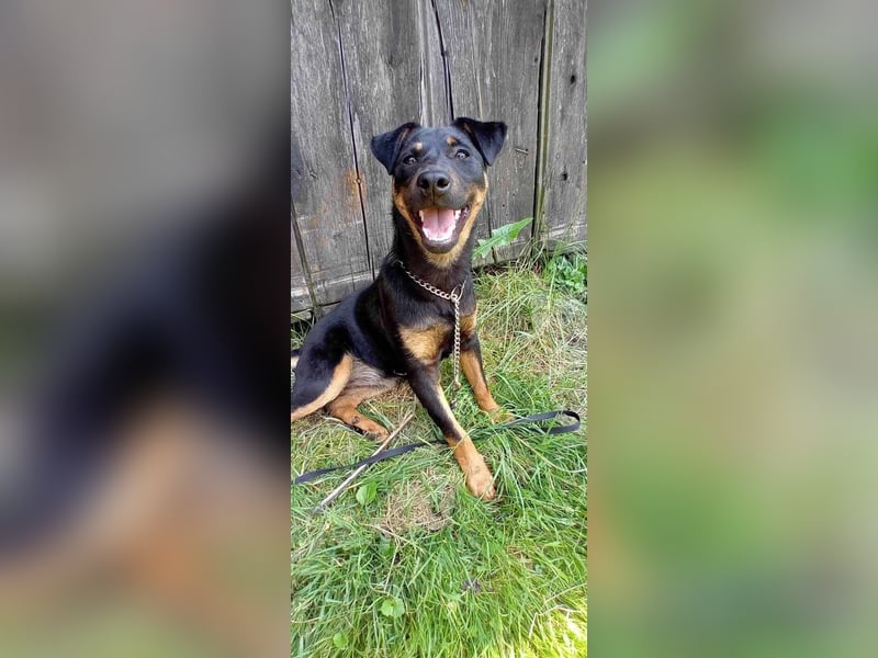 Süße Sofi sucht ein Zuhause oder eine Pflegestelle