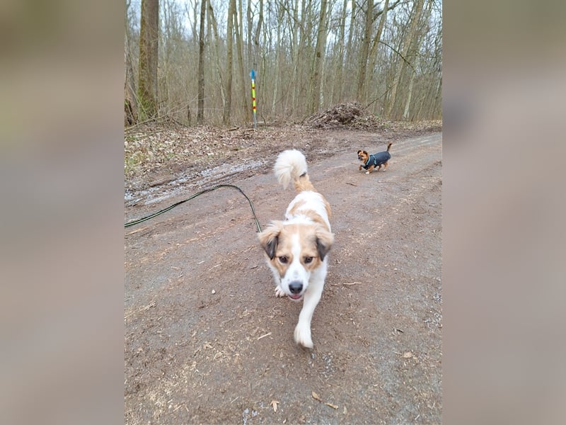 Rufus sucht seine Menschen