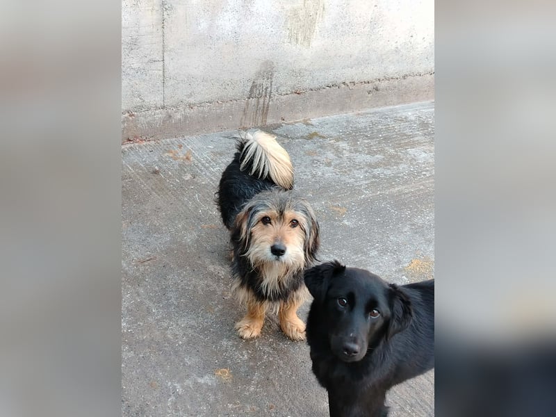 Kleiner Mischlingrüde Rudi sucht sein Körbchen