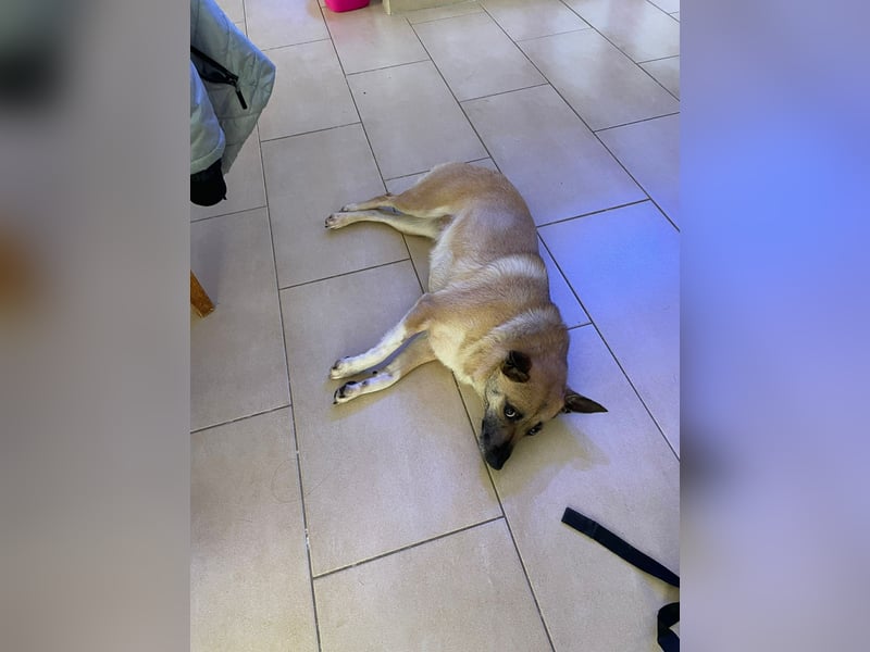 Kleine Mischlingshündin Breskvica sucht ihr Körbchen