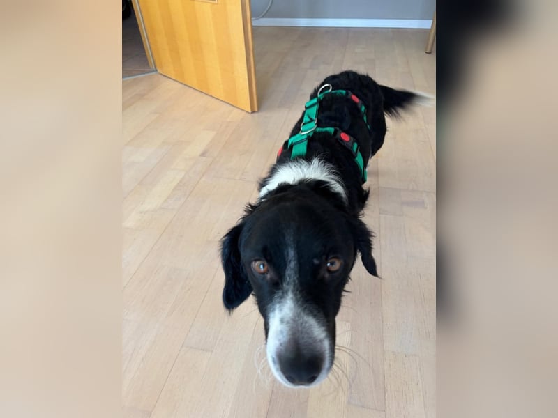 Kleiner Sparky sucht seine ganz eigenen Menschen