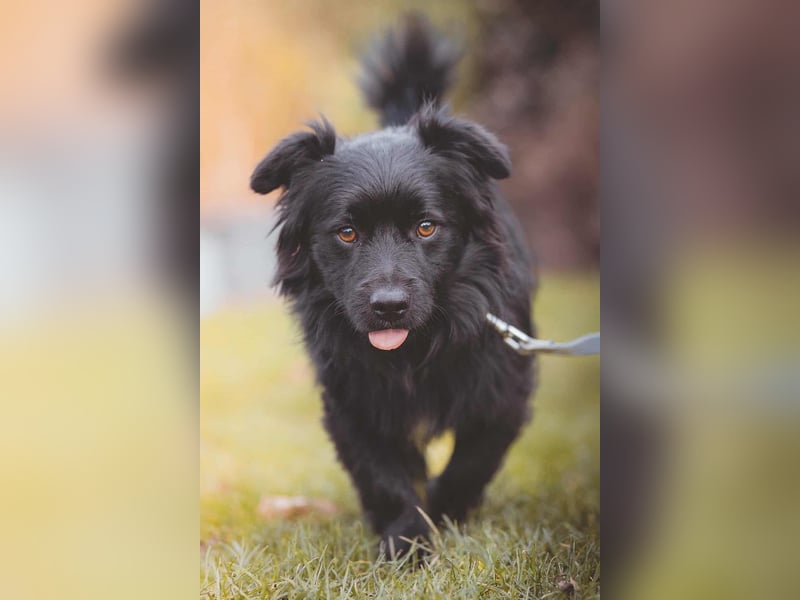 kleiner Mischlings-Rüde Duo sucht ein Zuhause, Familienhund