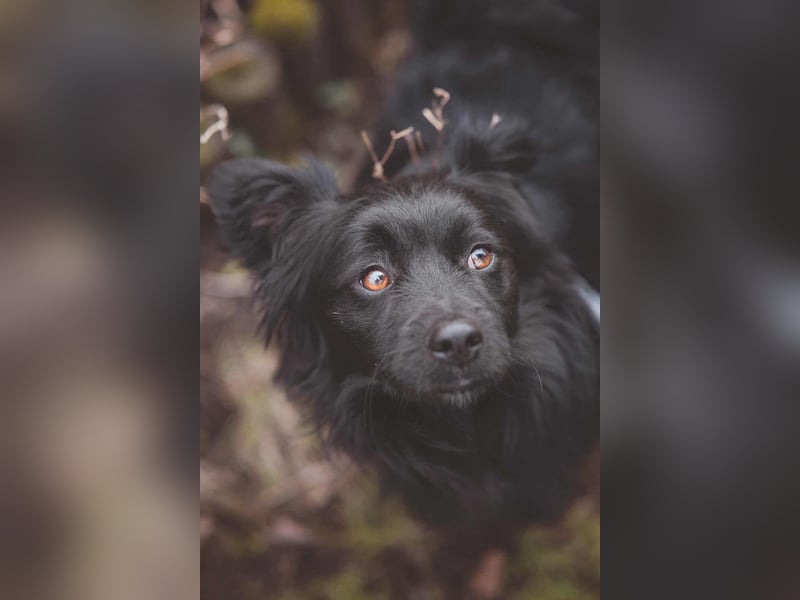 kleiner Mischlings-Rüde Duo sucht ein Zuhause, Familienhund