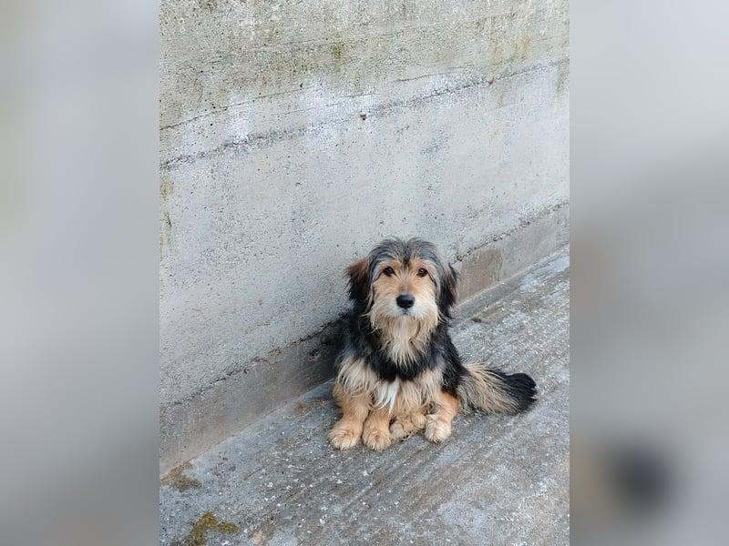 Kleiner Mischlingrüde Rudi sucht sein Körbchen