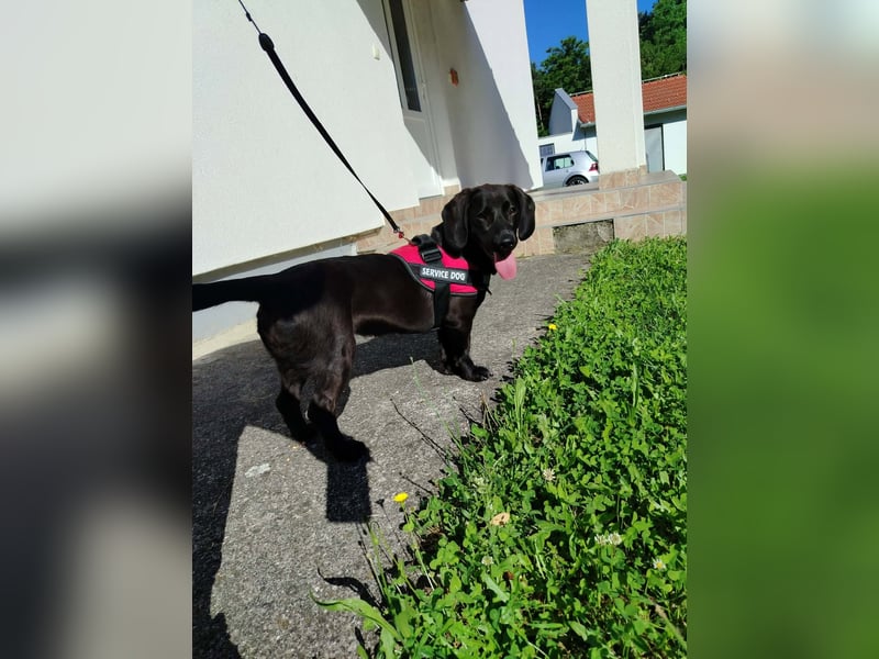 Kleine Hündin Molly sucht ihre Familie
