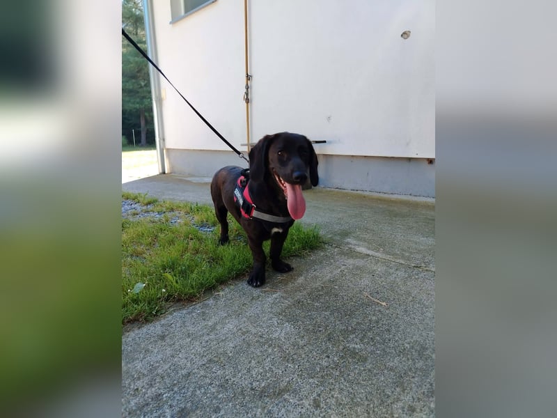 Kleine Hündin Molly sucht ihre Familie