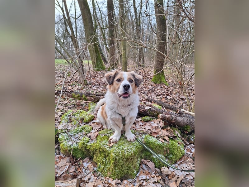 Rufus sucht seine Menschen