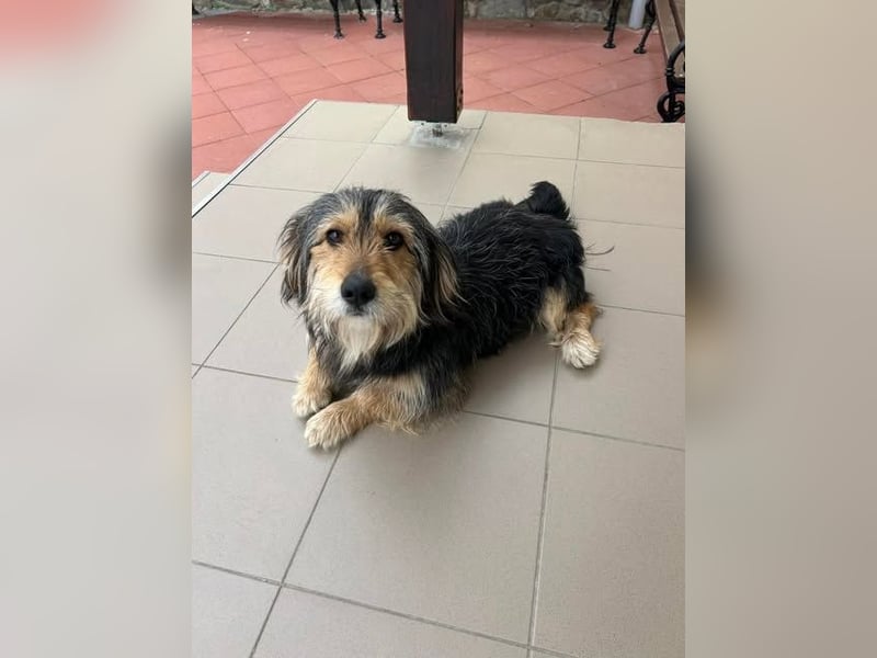 Kleiner Mischlingrüde Rudi sucht sein Körbchen