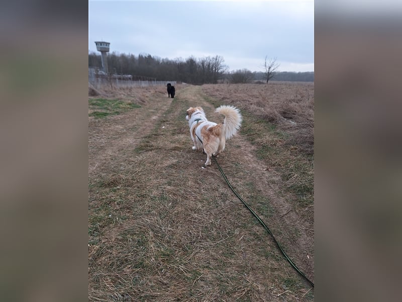 Rufus sucht seine Menschen