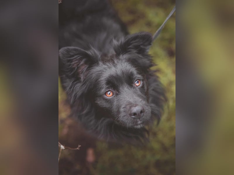 kleiner Mischlings-Rüde Duo sucht ein Zuhause, Familienhund