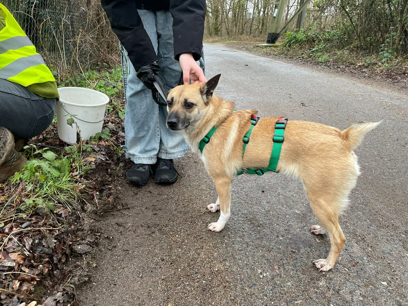 Kleine Mischlingshündin Breskvica sucht ihr Körbchen