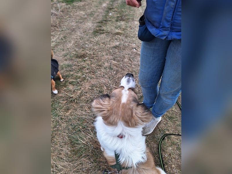 Rufus sucht seine Menschen