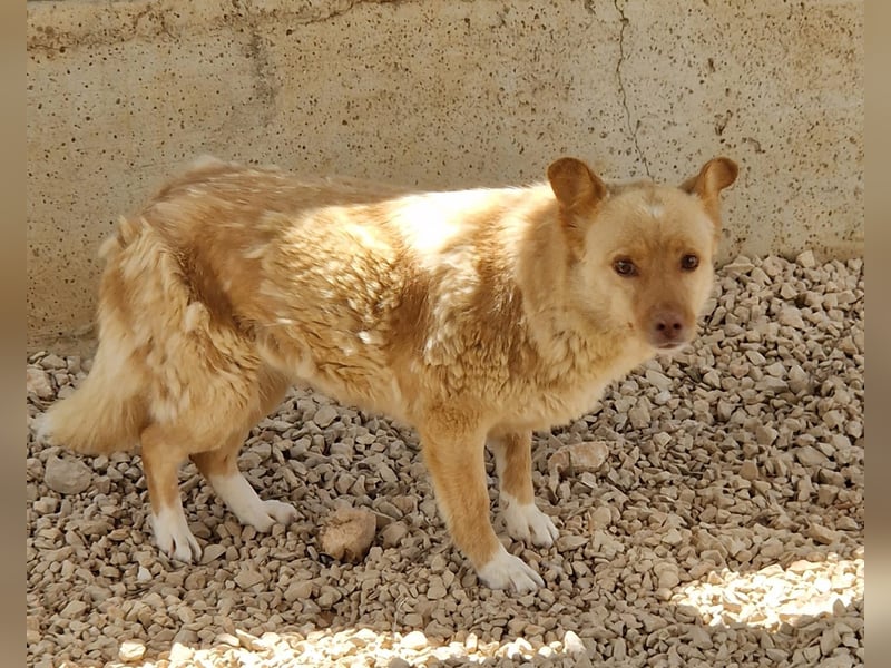 unsozialisierte Angsthündin Lija sucht ein erfahrenes Zuhause