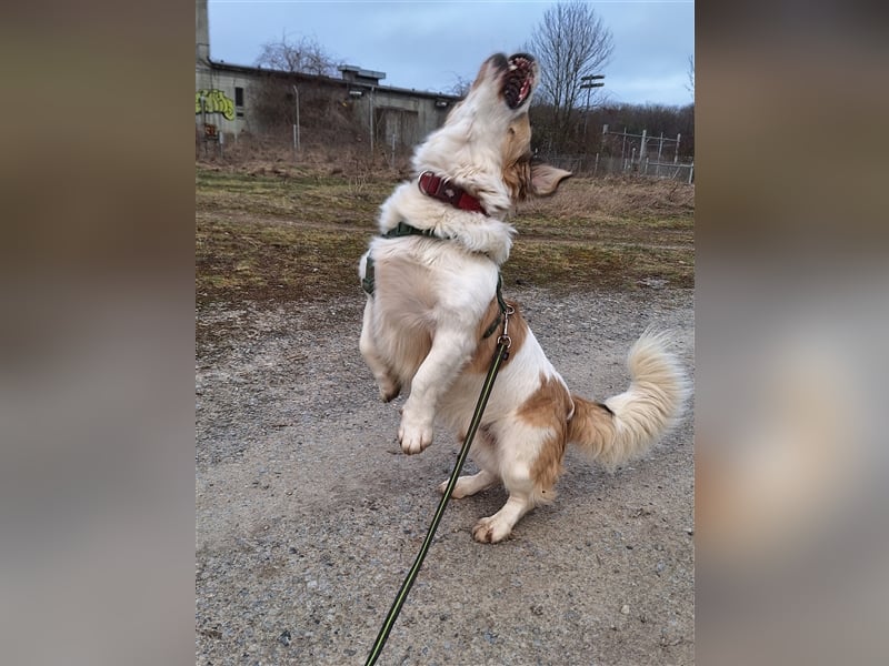 Rufus sucht seine Menschen