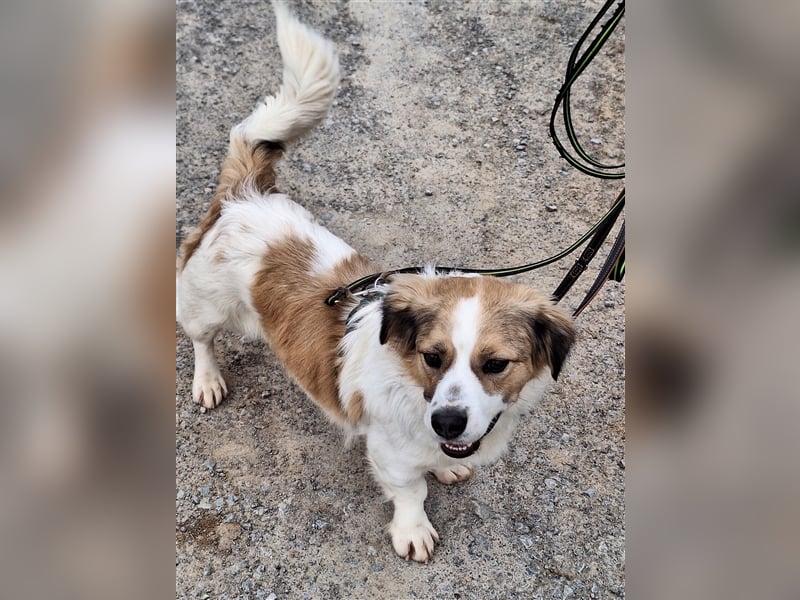 Rufus sucht seine Menschen