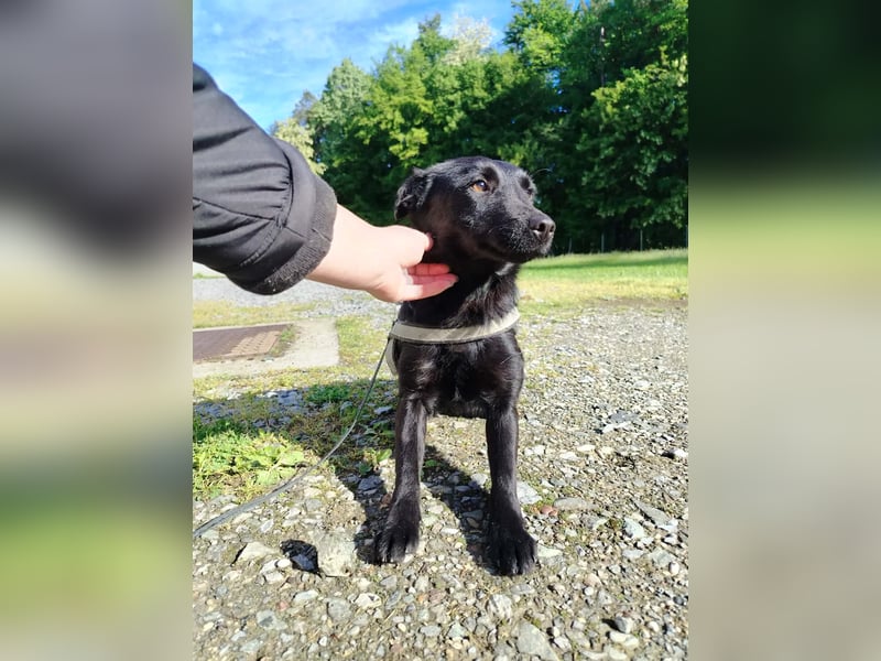 Kleine Mischlingshündin Daisy sucht ihre Familie
