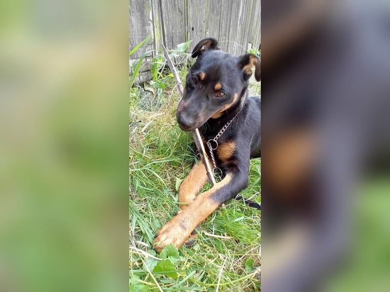 Süße Sofi sucht ein Zuhause oder eine Pflegestelle