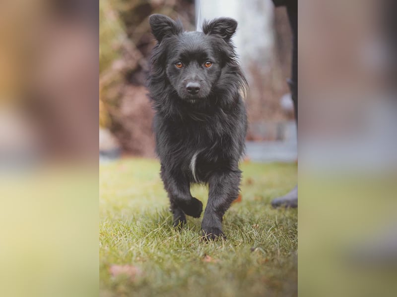 kleiner Mischlings-Rüde Duo sucht ein Zuhause, Familienhund