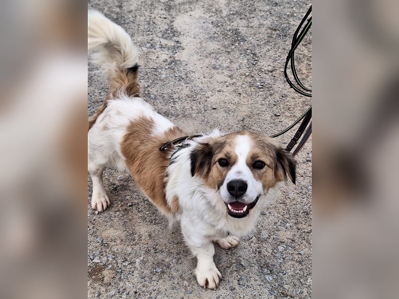 Rufus sucht seine Menschen