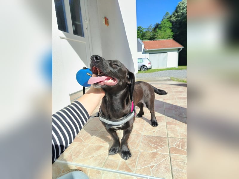 Kleine Hündin Molly sucht ihre Familie