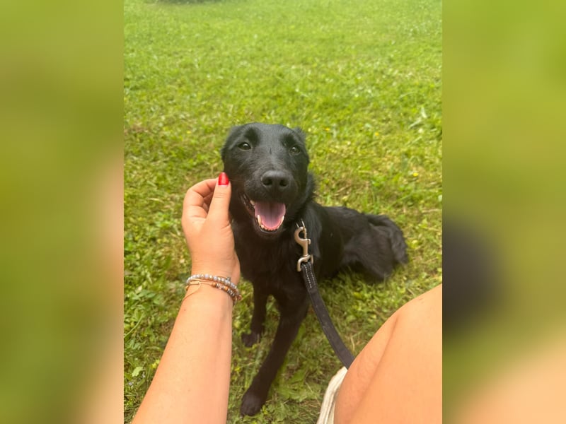 Kleine Mischlingshündin Daisy sucht ihre Familie